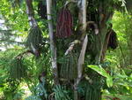 Caryota Mitis